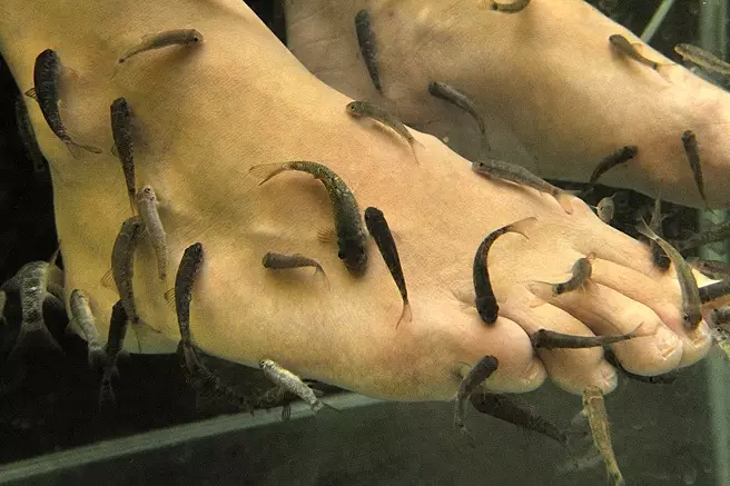 Doctor fish - GARRA RUFA